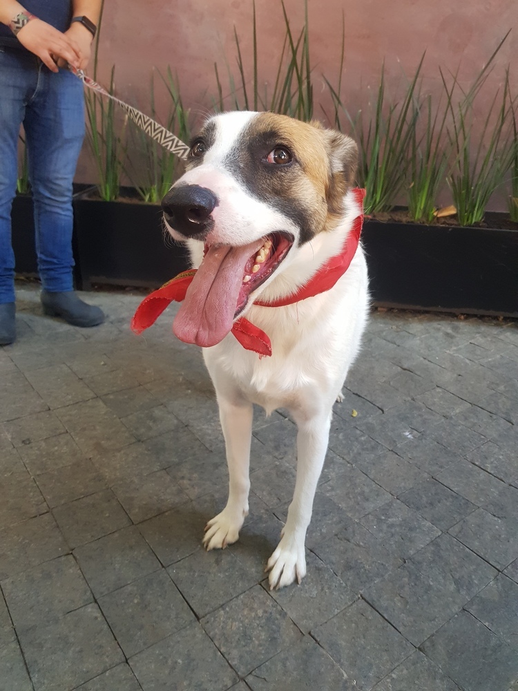 MARTY, an adoptable Shepherd, Labrador Retriever in Langley, BC, V2Y 3K1 | Photo Image 2