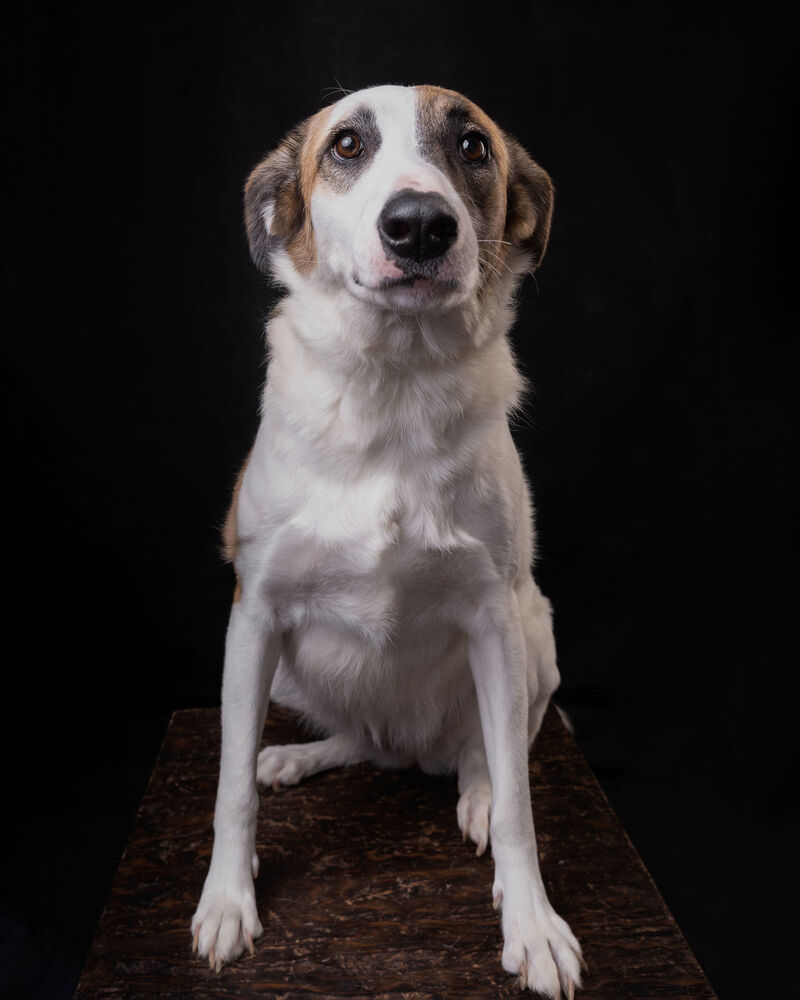 MARTY, an adoptable Shepherd, Labrador Retriever in Langley, BC, V2Y 3K1 | Photo Image 2