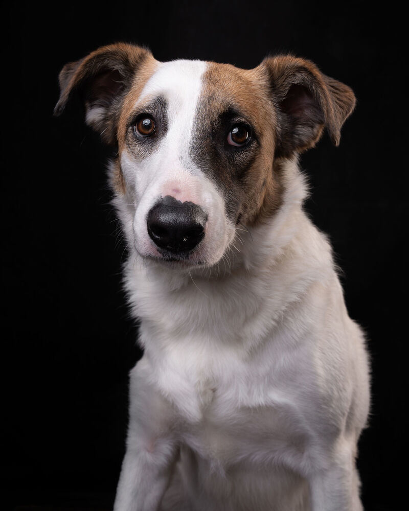 MARTY, an adoptable Shepherd, Labrador Retriever in Langley, BC, V2Y 3K1 | Photo Image 3