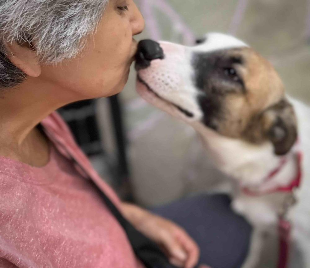 MARTY, an adoptable Shepherd, Labrador Retriever in Langley, BC, V2Y 3K1 | Photo Image 5