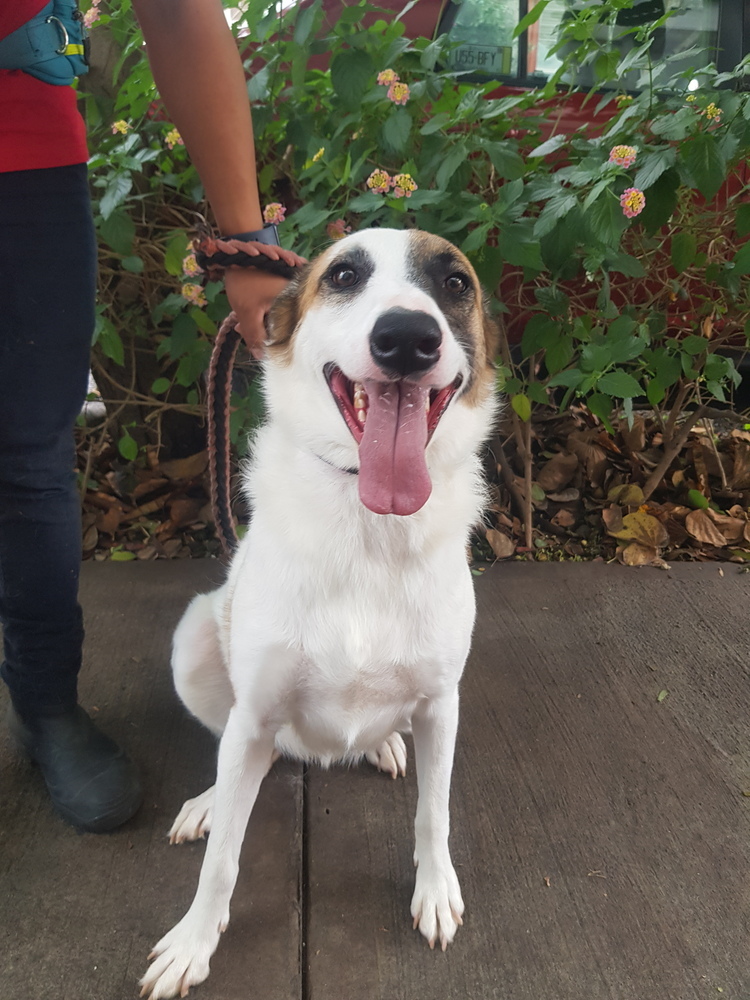 MARTY, an adoptable Shepherd, Labrador Retriever in Langley, BC, V2Y 3K1 | Photo Image 6