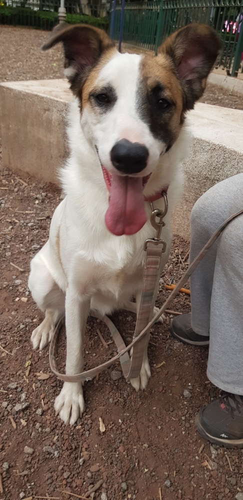 MARTY, an adoptable Shepherd, Labrador Retriever in Langley, BC, V2Y 3K1 | Photo Image 6