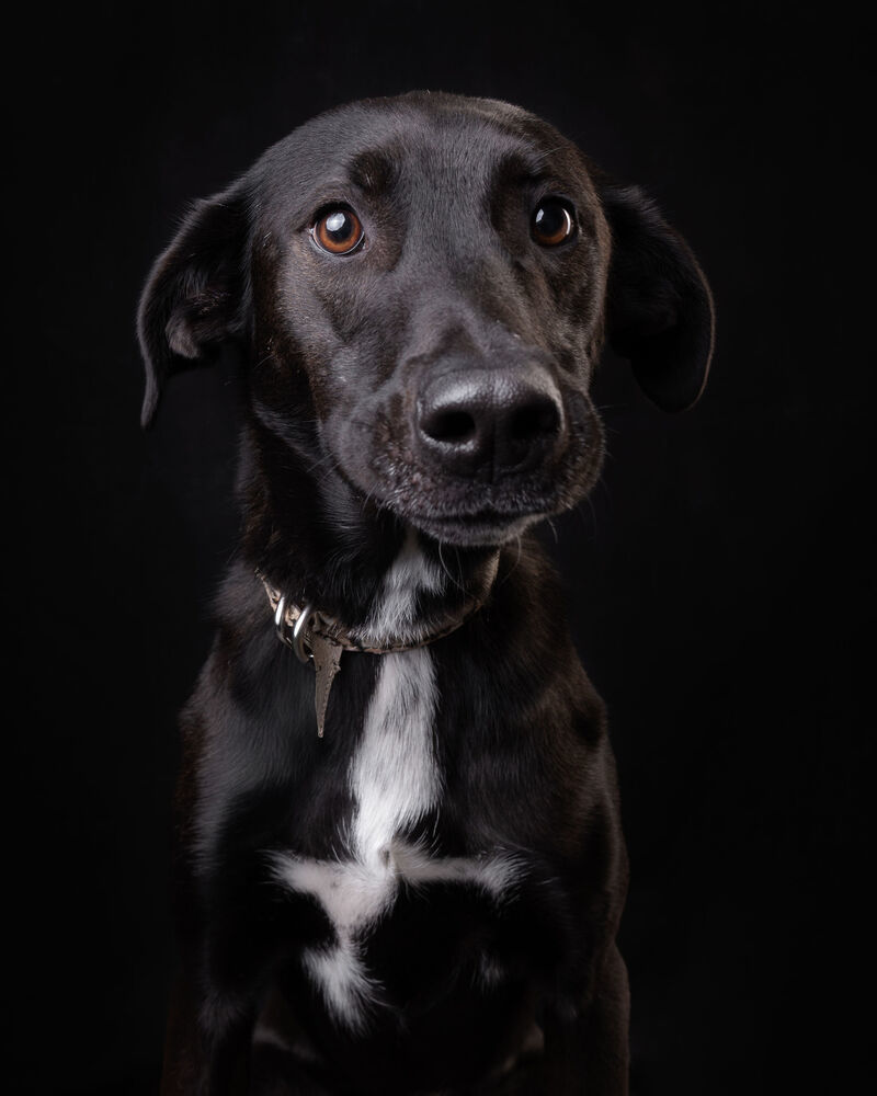 RIZZO, an adoptable Shepherd, Labrador Retriever in Langley, BC, V2Y 3K1 | Photo Image 1