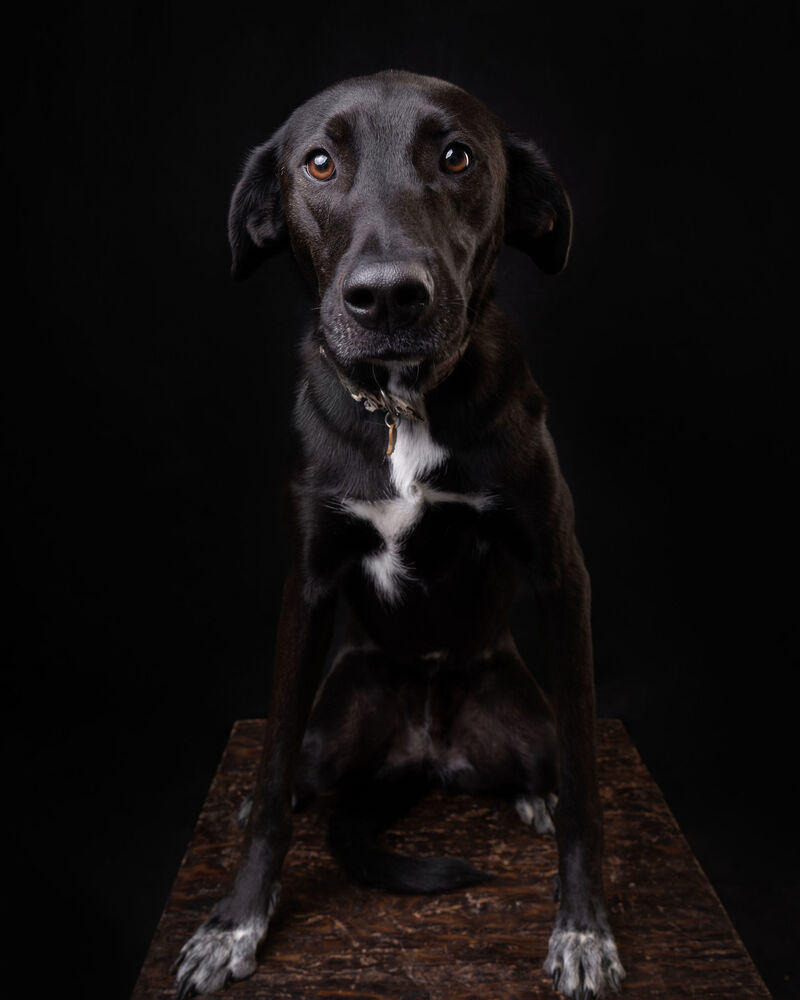 RIZZO, an adoptable Shepherd, Labrador Retriever in Langley, BC, V2Y 3K1 | Photo Image 2