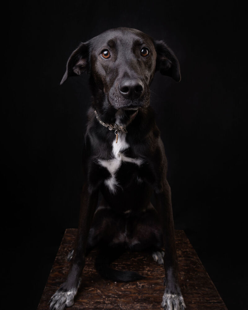 RIZZO, an adoptable Shepherd, Labrador Retriever in Langley, BC, V2Y 3K1 | Photo Image 3