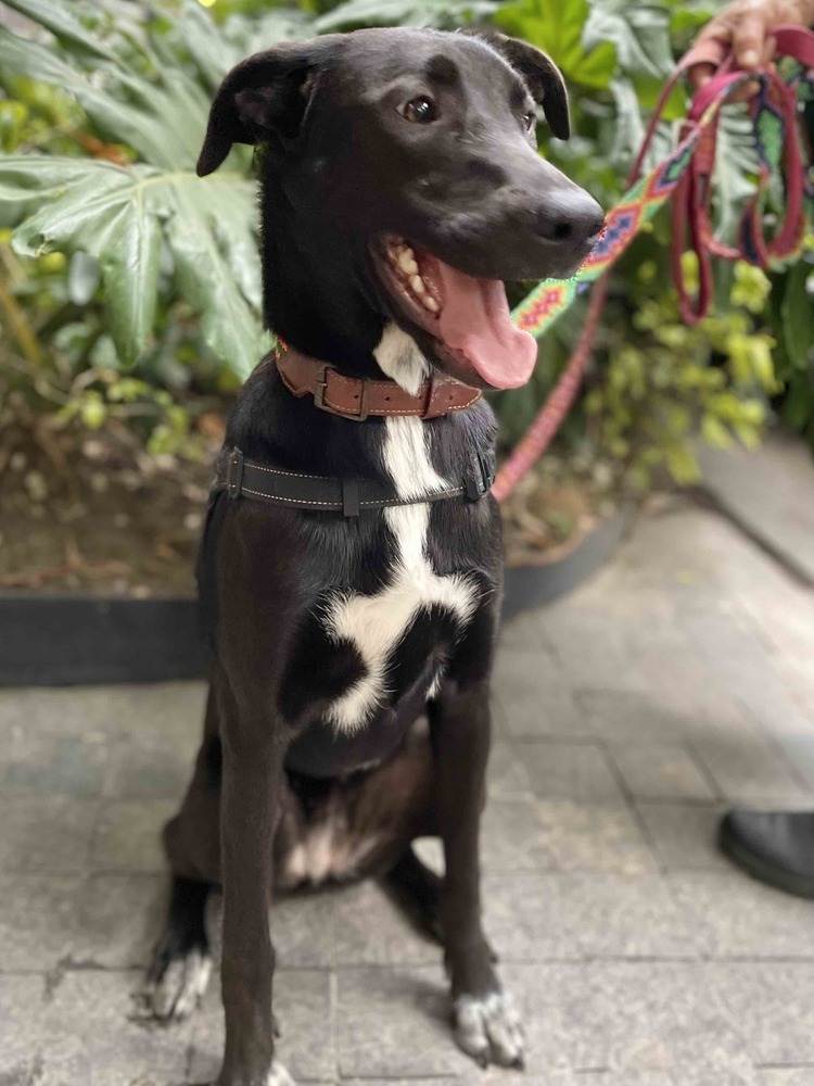 RIZZO, an adoptable Shepherd, Labrador Retriever in Langley, BC, V2Y 3K1 | Photo Image 4