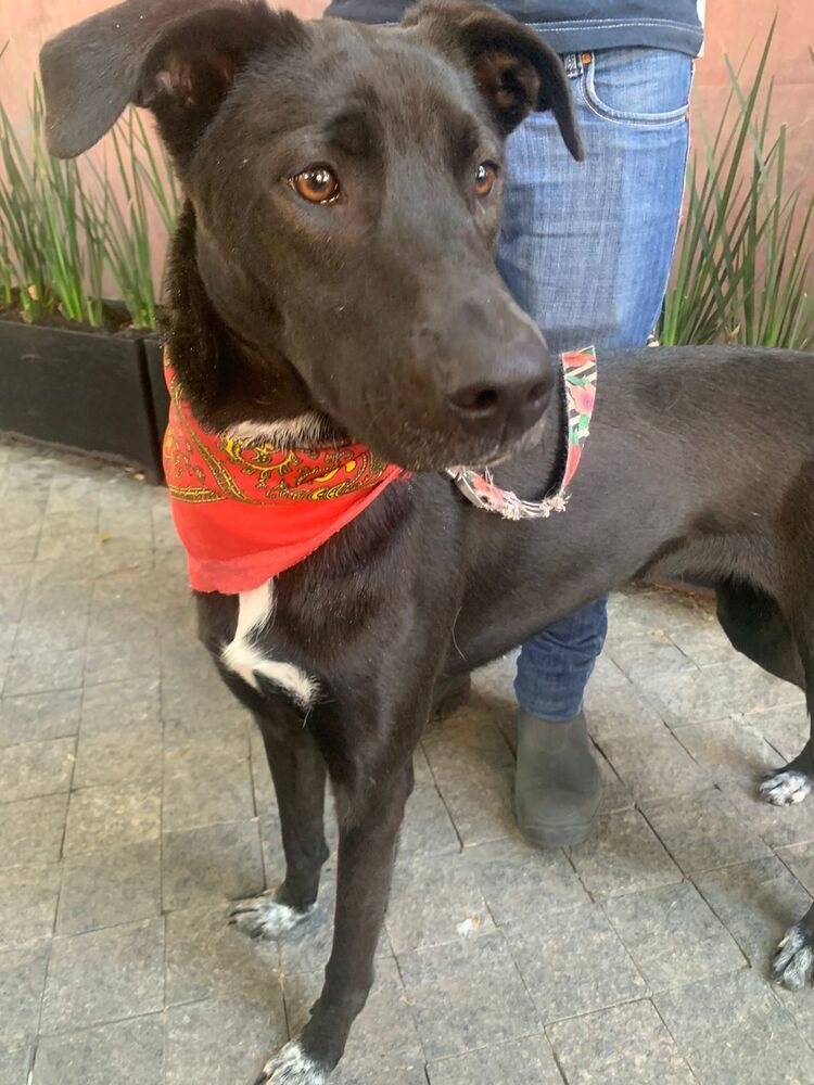 RIZZO, an adoptable Shepherd, Labrador Retriever in Langley, BC, V2Y 3K1 | Photo Image 5