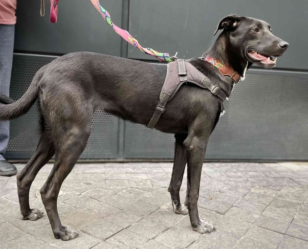 RIZZO, an adoptable Shepherd, Labrador Retriever in Langley, BC, V2Y 3K1 | Photo Image 5