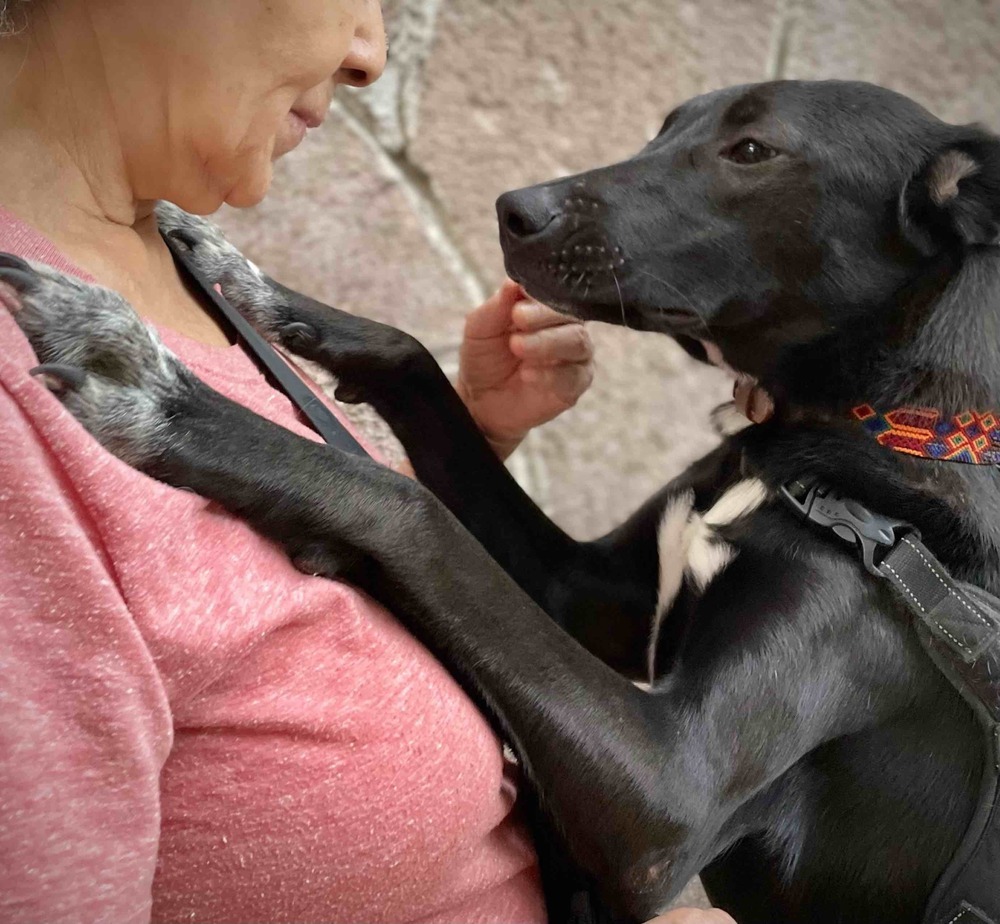 RIZZO, an adoptable Shepherd, Labrador Retriever in Langley, BC, V2Y 3K1 | Photo Image 6