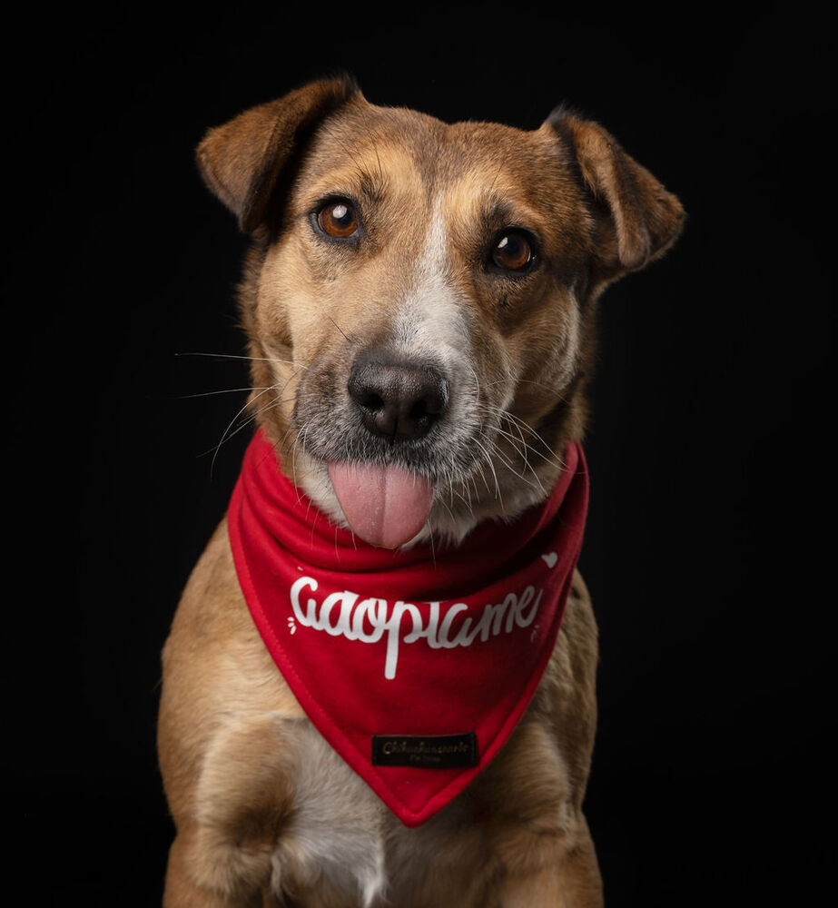 SUNNY, an adoptable Labrador Retriever in Langley, BC, V2Y 3K1 | Photo Image 1