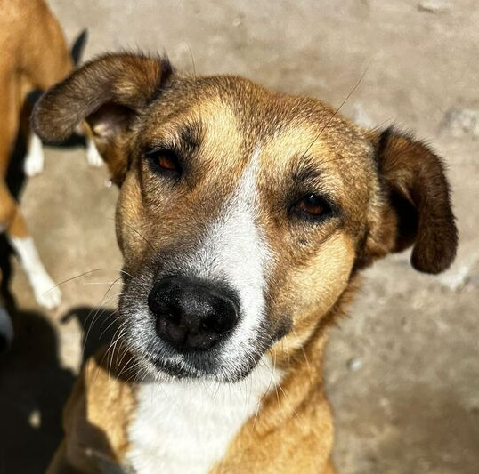 SUNNY, an adoptable Labrador Retriever in Langley, BC, V2Y 3K1 | Photo Image 1