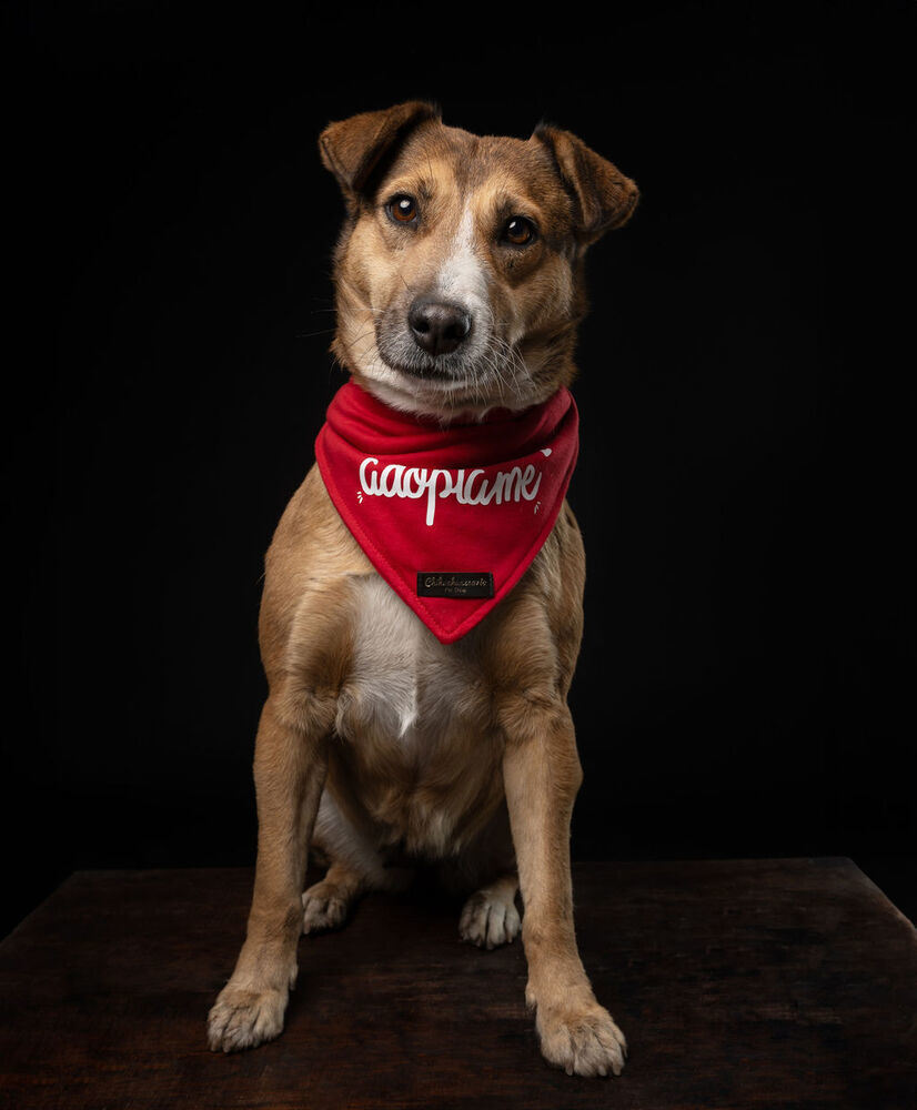 SUNNY, an adoptable Labrador Retriever in Langley, BC, V2Y 3K1 | Photo Image 2