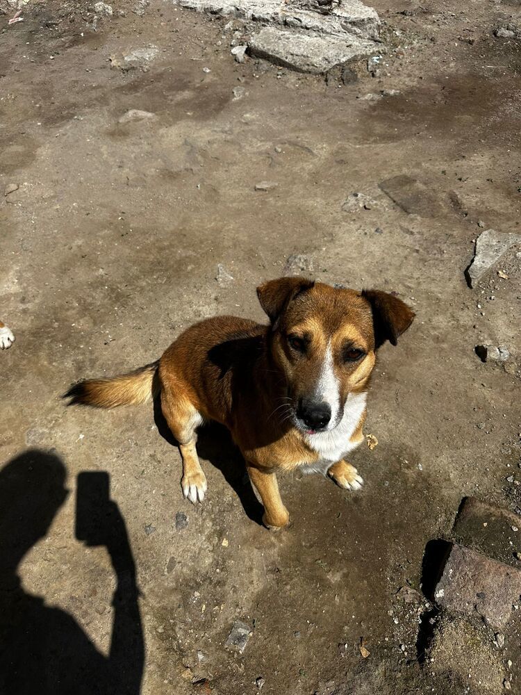 SUNNY, an adoptable Labrador Retriever in Langley, BC, V2Y 3K1 | Photo Image 2