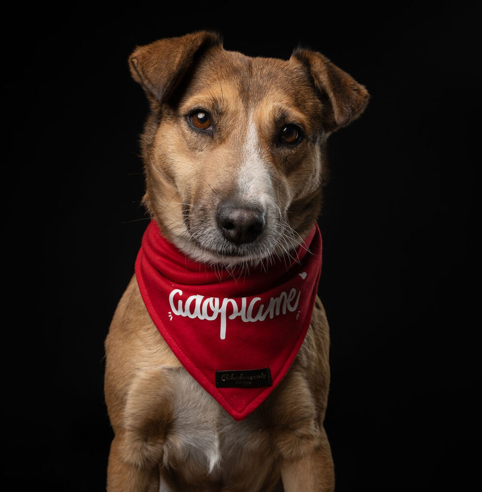 SUNNY, an adoptable Labrador Retriever in Langley, BC, V2Y 3K1 | Photo Image 3