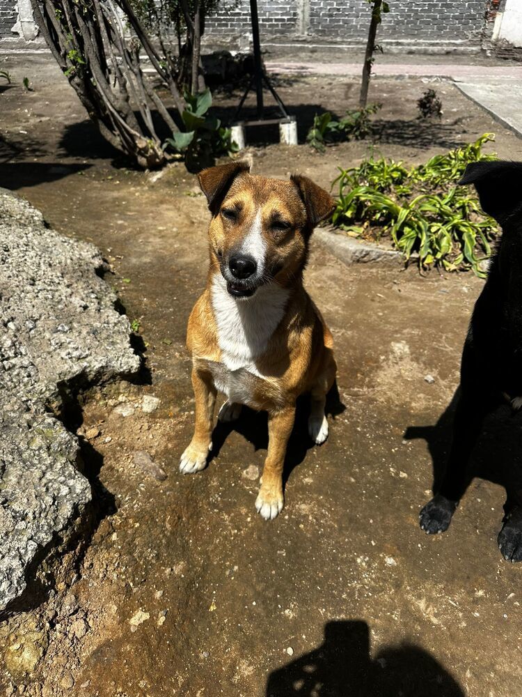SUNNY, an adoptable Labrador Retriever in Langley, BC, V2Y 3K1 | Photo Image 3