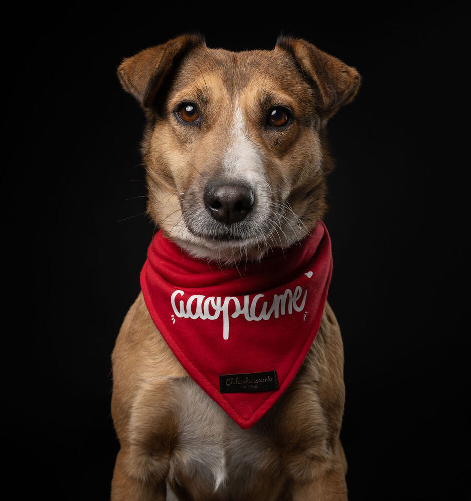 SUNNY, an adoptable Labrador Retriever in Langley, BC, V2Y 3K1 | Photo Image 4