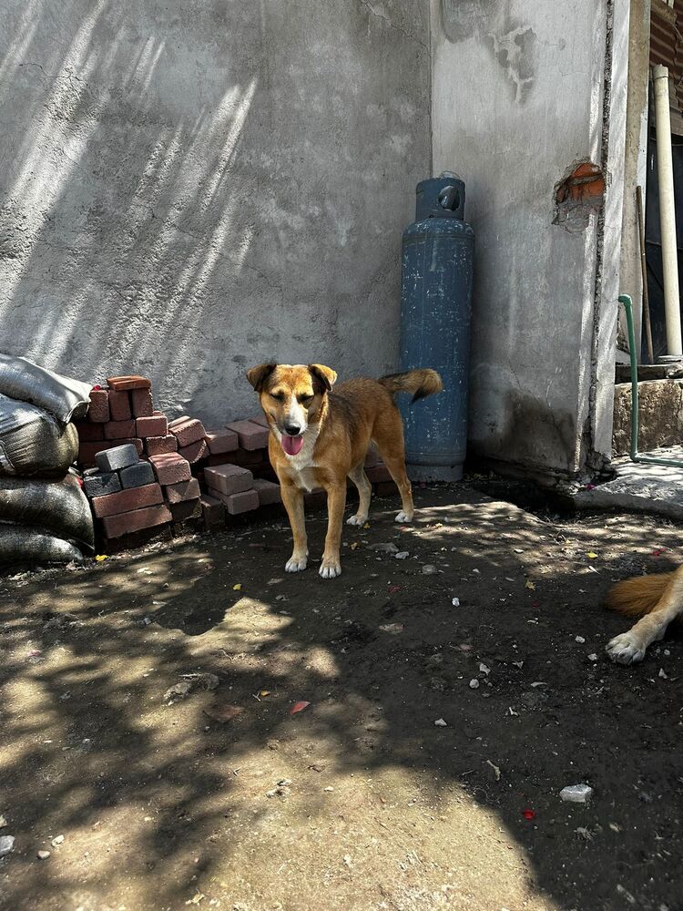 SUNNY, an adoptable Labrador Retriever in Langley, BC, V2Y 3K1 | Photo Image 4