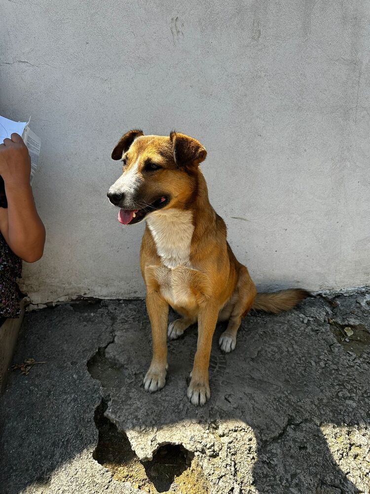 SUNNY, an adoptable Labrador Retriever in Langley, BC, V2Y 3K1 | Photo Image 5