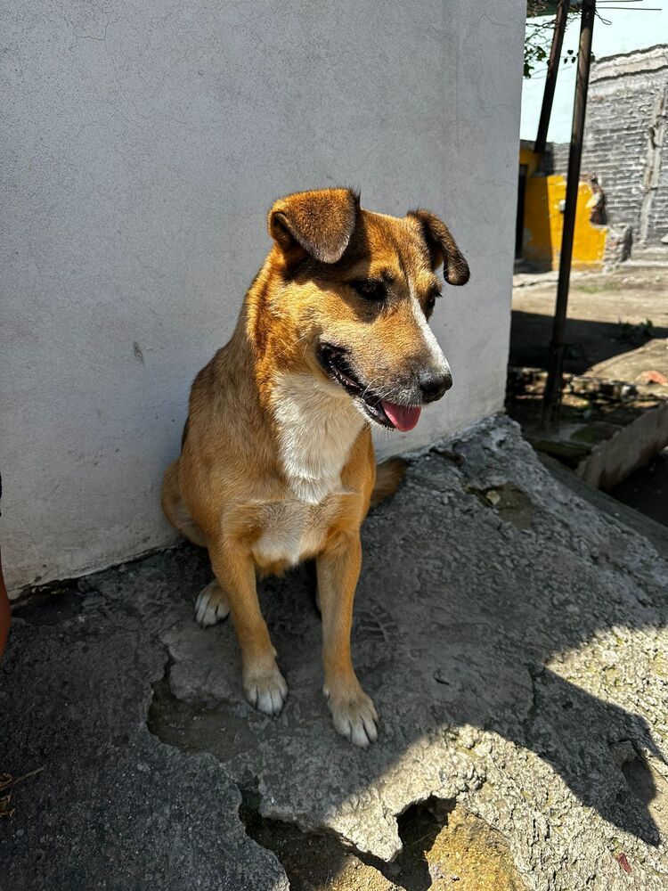 SUNNY, an adoptable Labrador Retriever in Langley, BC, V2Y 3K1 | Photo Image 6