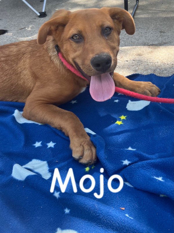 Mojo