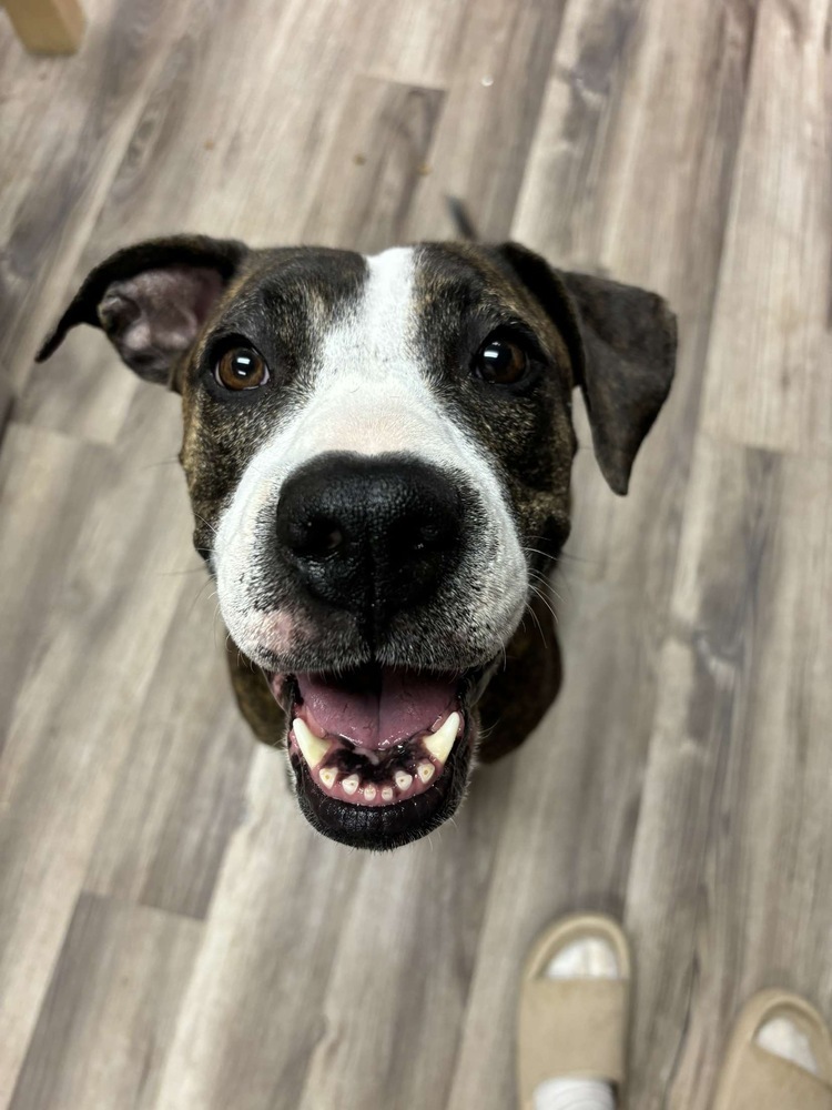 Mayola, an adoptable Mixed Breed in Rapid City, SD, 57702 | Photo Image 1