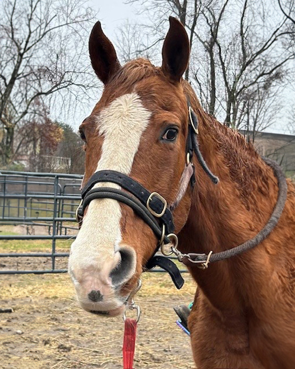Ali