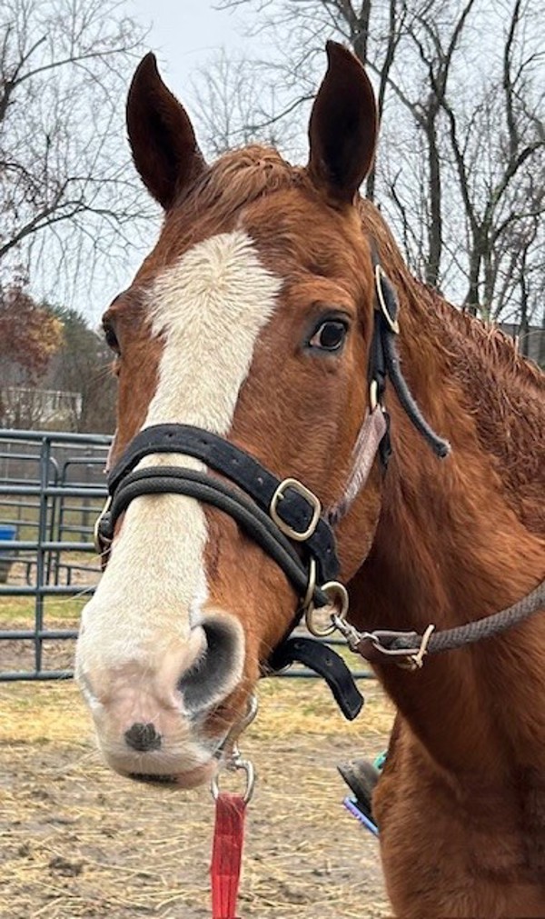 Ali