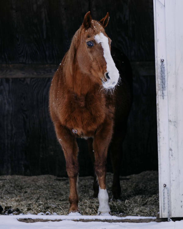 Ali