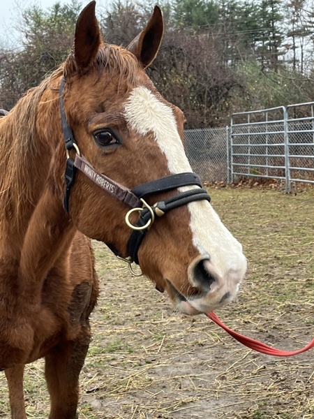 Ali