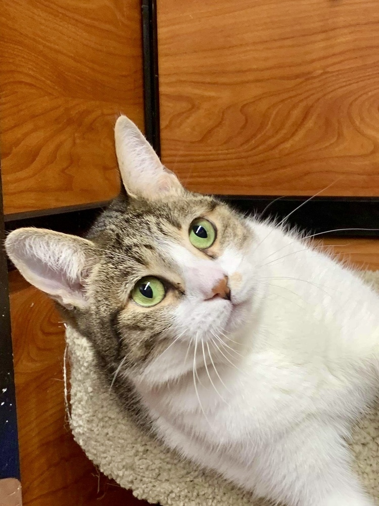 Cat for adoption Dream (Scream), a Domestic Short Hair & Tabby Mix in