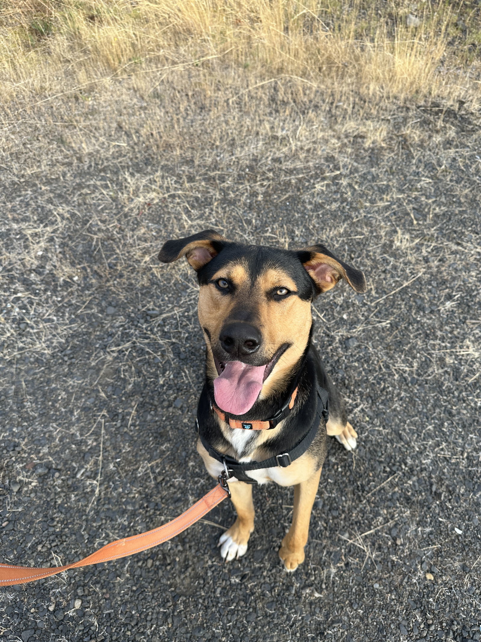 Beck, an adoptable Shepherd, Husky in St. Helens, OR, 97051 | Photo Image 1