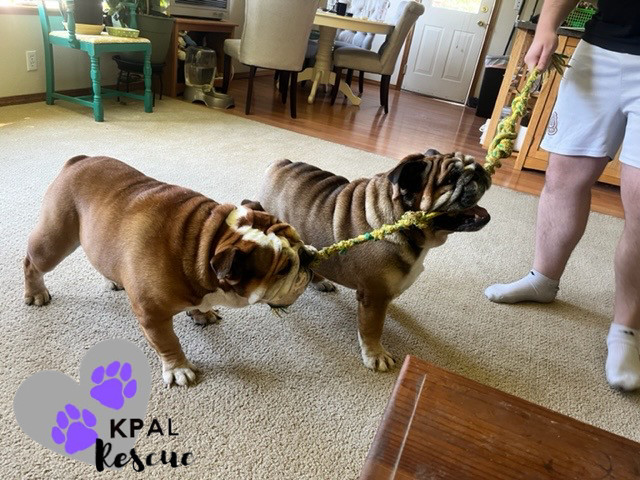 Diesel, an adoptable English Bulldog in Kenai, AK, 99611 | Photo Image 5