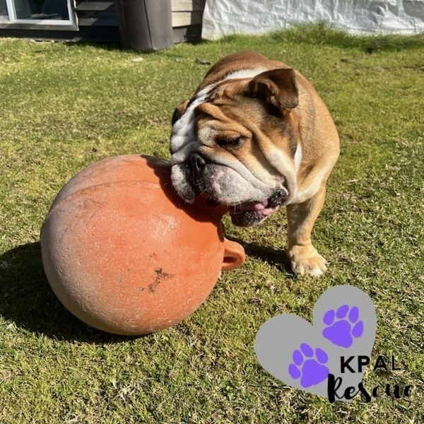 Yoda, an adoptable English Bulldog in Kenai, AK, 99611 | Photo Image 6