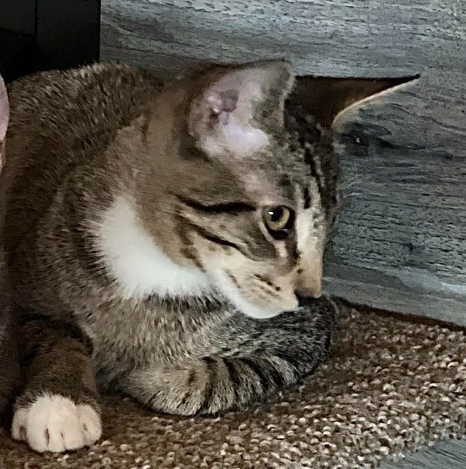 Durango, an adoptable Domestic Short Hair in Palmer, AK, 99645 | Photo Image 2