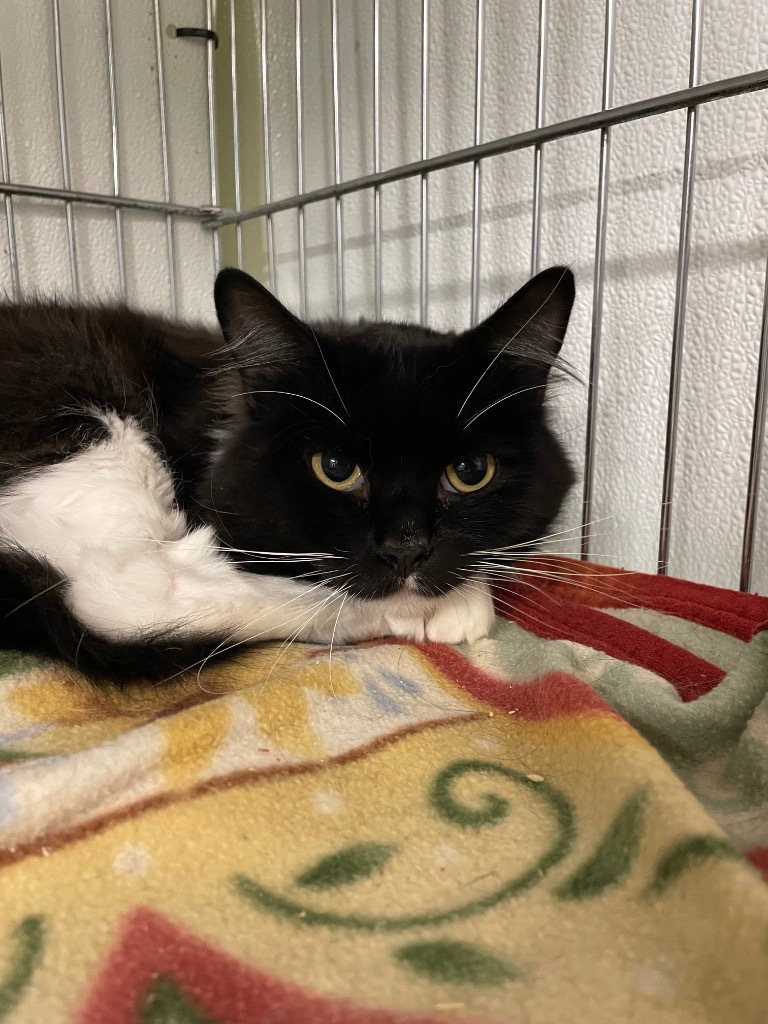 Carlos, an adoptable Domestic Long Hair in Rock Springs, WY, 82901 | Photo Image 1