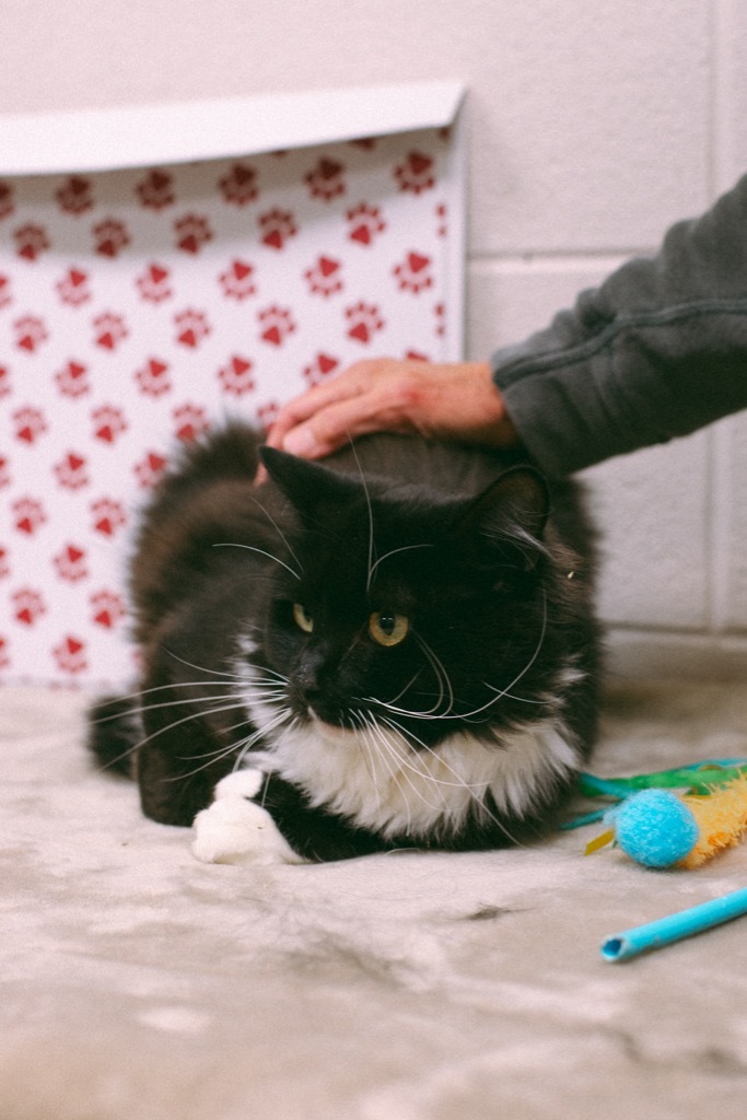 Carlos, an adoptable Domestic Long Hair in Rock Springs, WY, 82901 | Photo Image 1