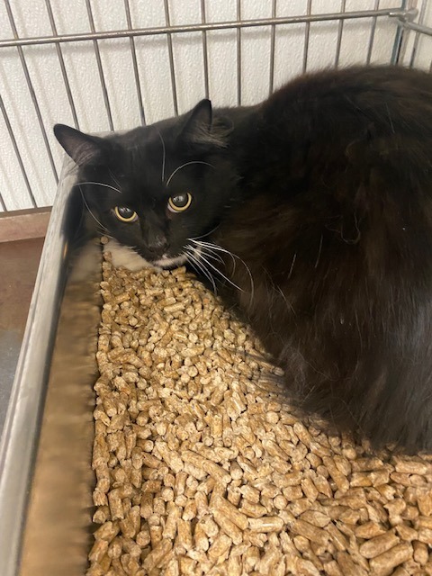 Carlos, an adoptable Domestic Long Hair in Rock Springs, WY, 82901 | Photo Image 2