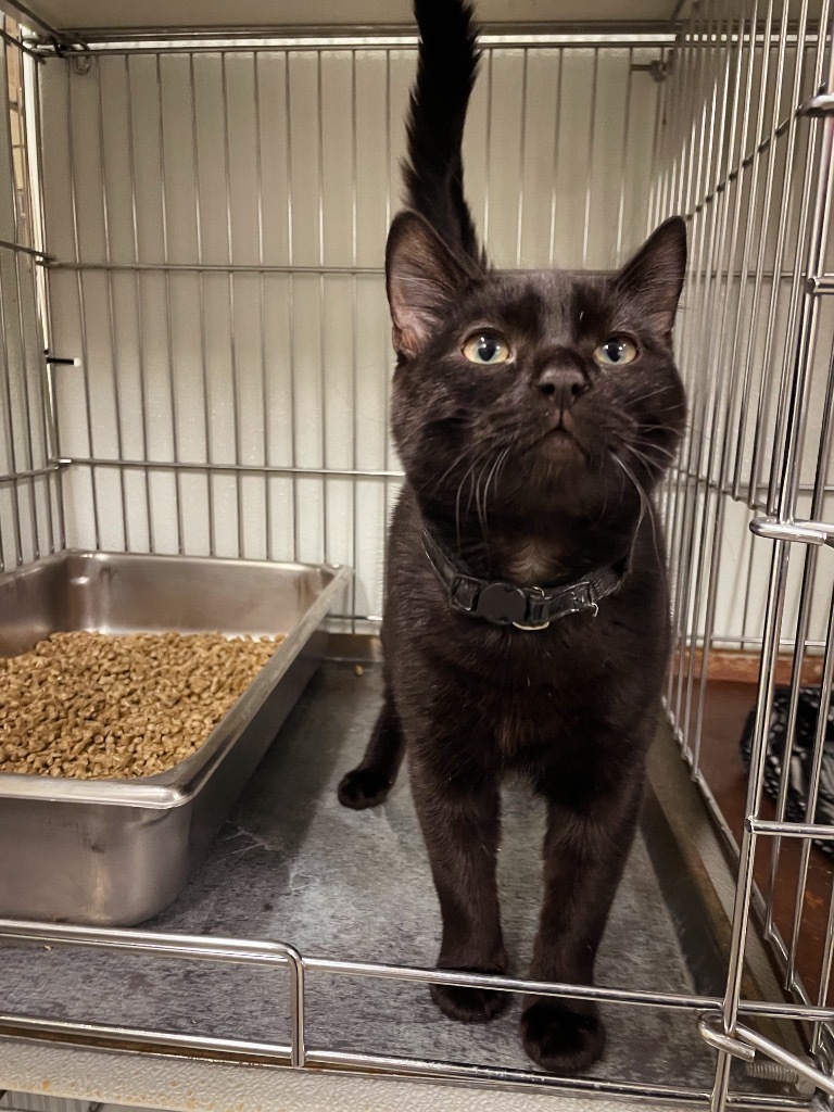 Murray, an adoptable Domestic Medium Hair in Rock Springs, WY, 82901 | Photo Image 1