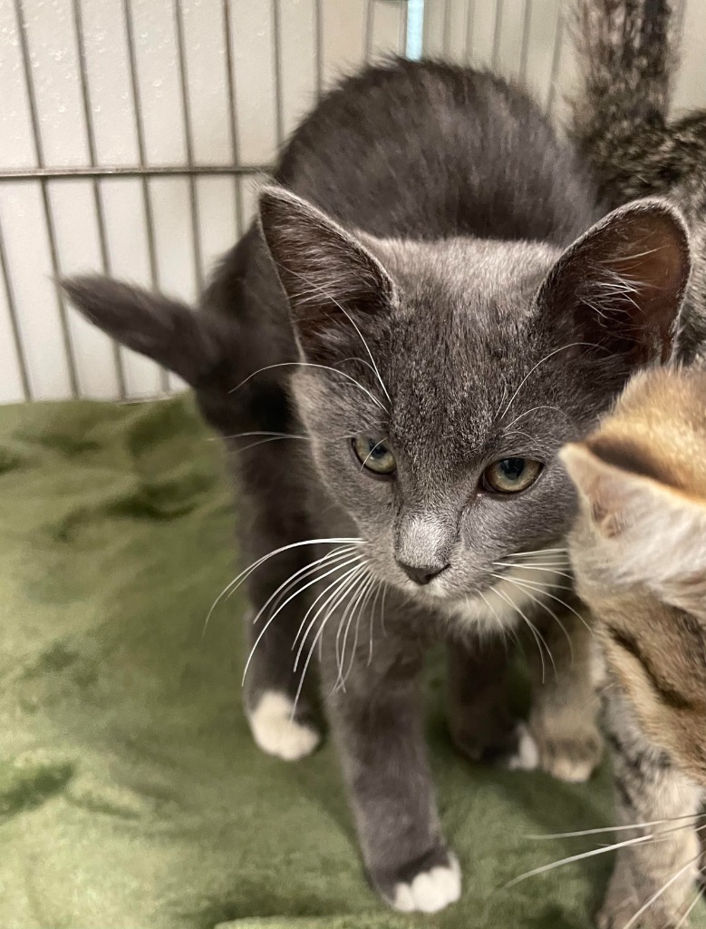 Briar, an adoptable Domestic Short Hair in Rock Springs, WY, 82901 | Photo Image 1