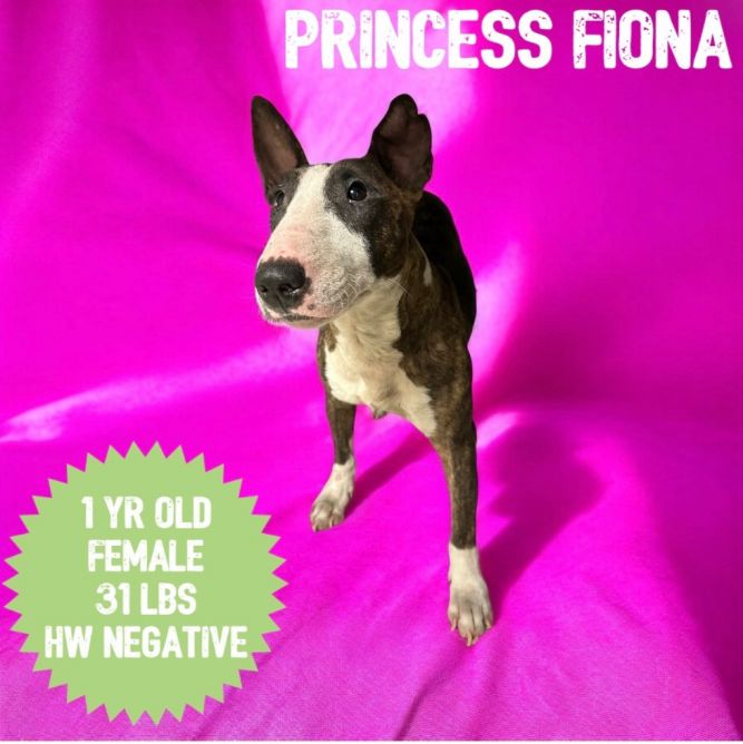 Princess Fiona