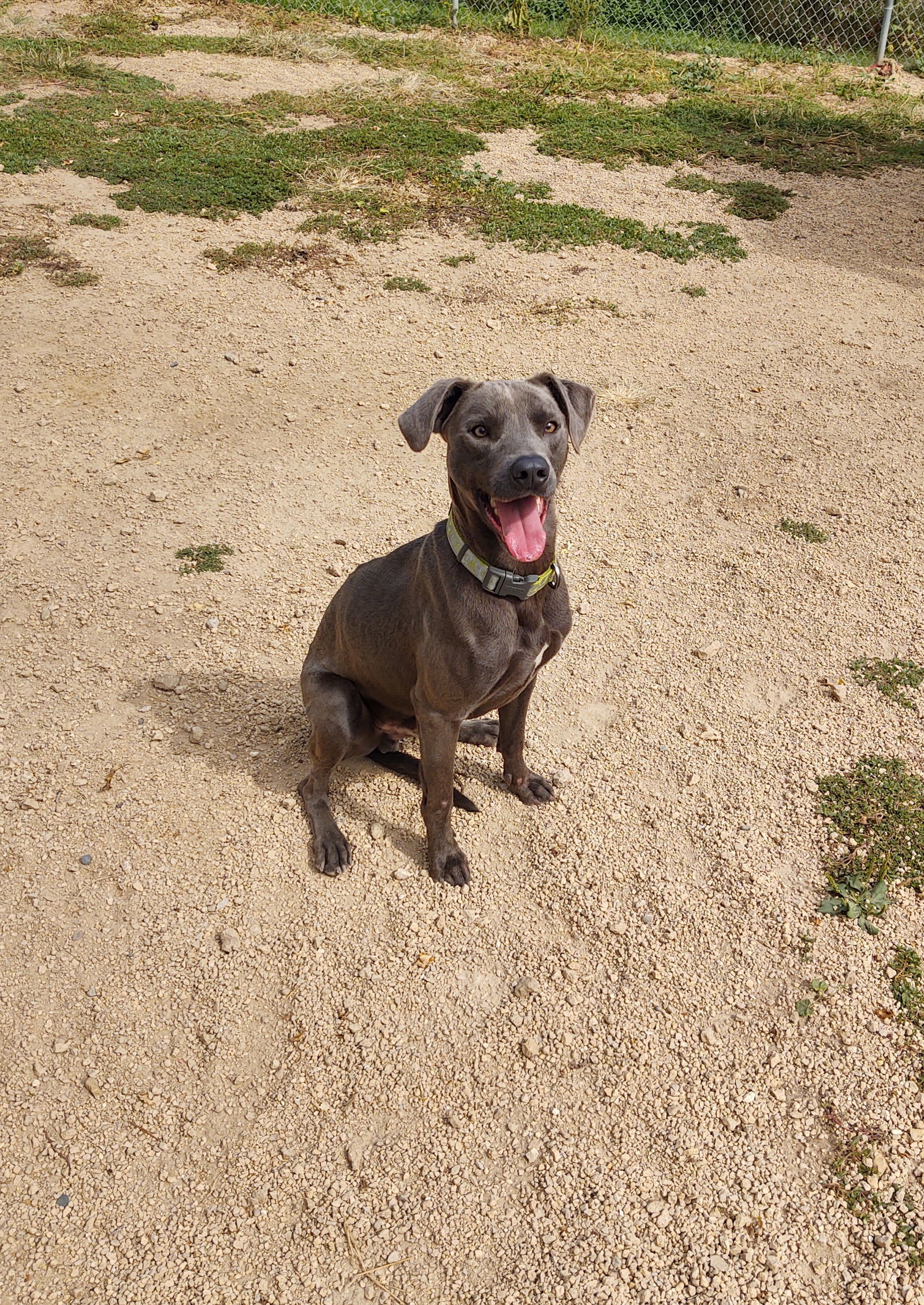 Dash, an adoptable Weimaraner in Maquoketa, IA, 52060 | Photo Image 1