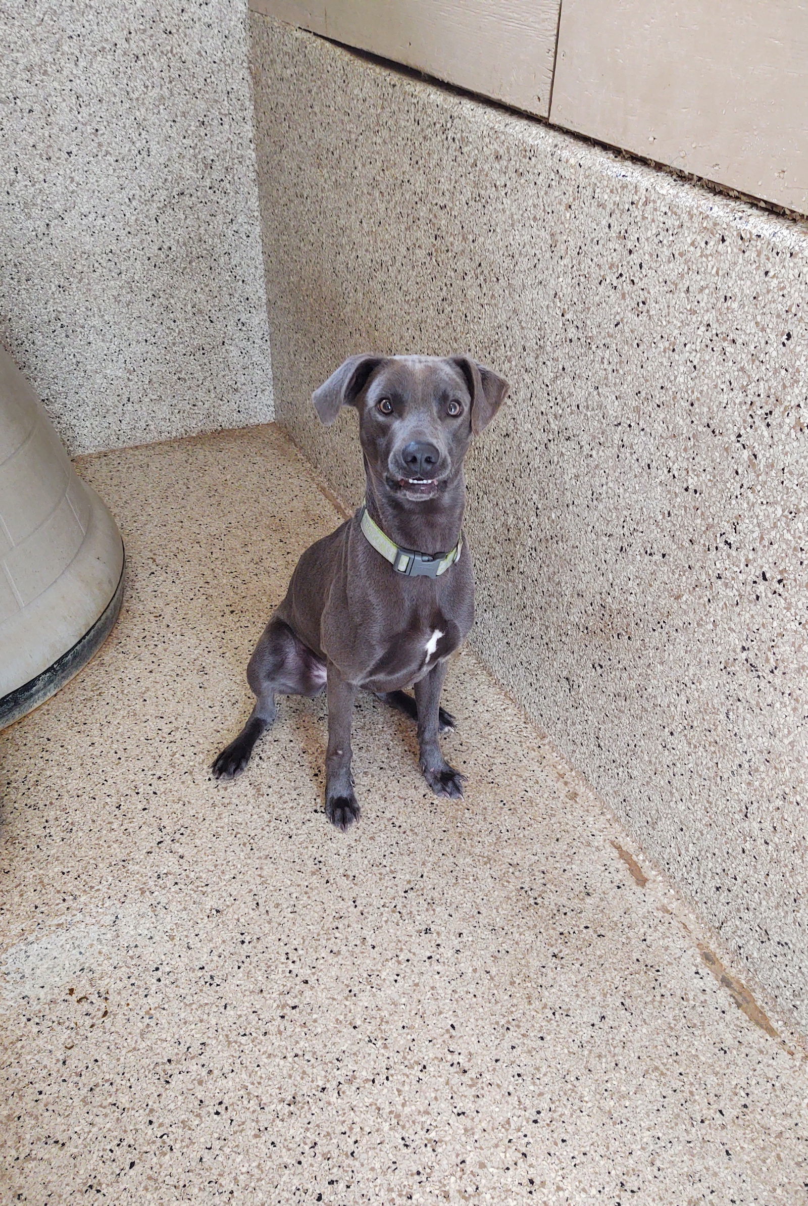 Dash, an adoptable Weimaraner in Maquoketa, IA, 52060 | Photo Image 2