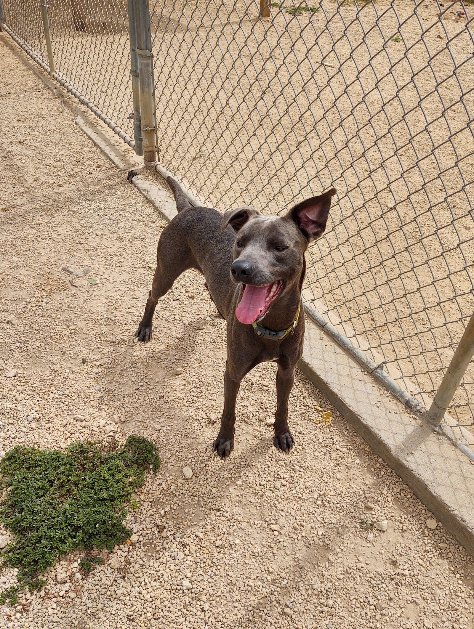 Dash, an adoptable Weimaraner in Maquoketa, IA, 52060 | Photo Image 3