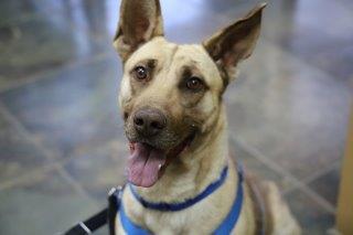 Frank, an adoptable Shepherd in Los Alamos, NM, 87544 | Photo Image 1