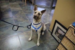 Frank, an adoptable Shepherd in Los Alamos, NM, 87544 | Photo Image 2