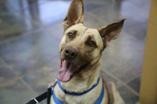 Frank, an adoptable Shepherd in Los Alamos, NM, 87544 | Photo Image 3