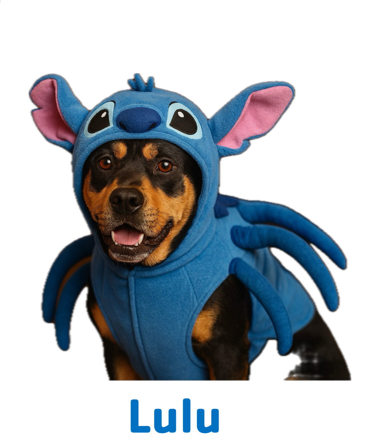 Lulu, an adoptable Hound in Garner, NC, 27529 | Photo Image 1