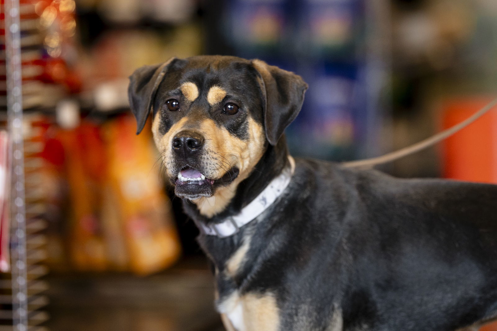 Lulu, an adoptable Hound in Garner, NC, 27529 | Photo Image 2