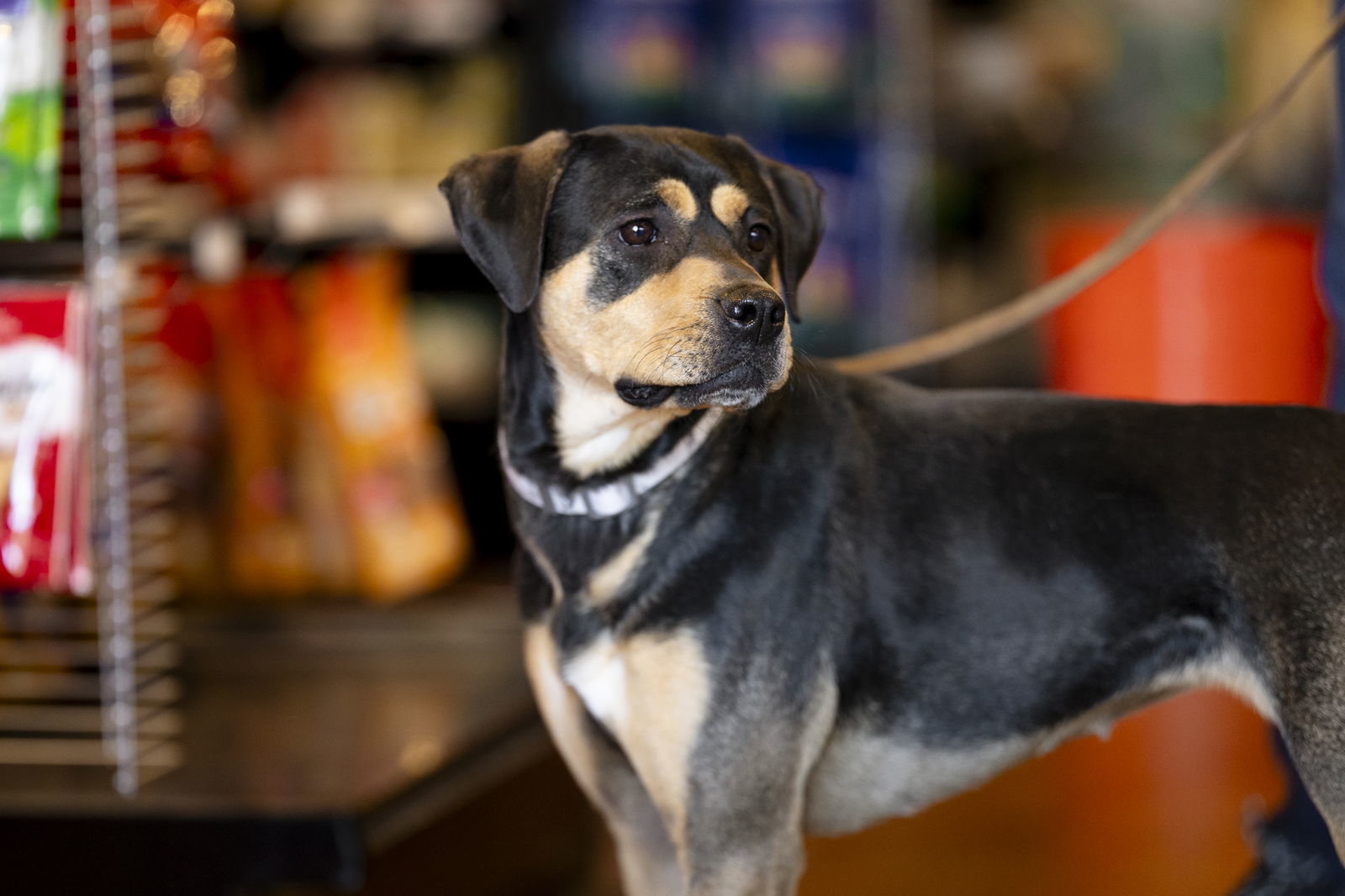 Lulu, an adoptable Hound in Garner, NC, 27529 | Photo Image 3