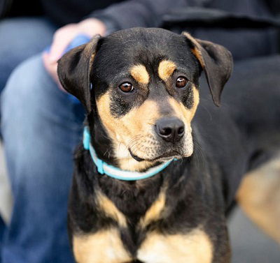 Lulu, an adoptable Hound in Garner, NC, 27529 | Photo Image 3